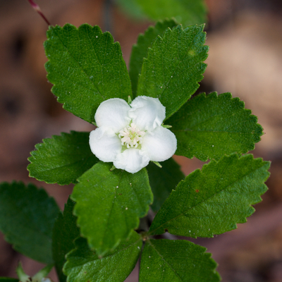 Crataegus uniflora