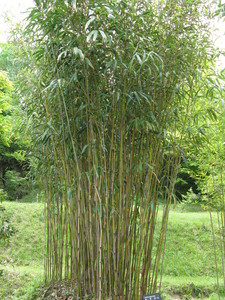 Bamboo