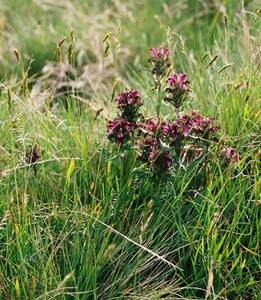 Lousewort