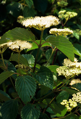 Viburnum dentatum