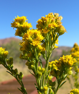 Solidago spectabilis