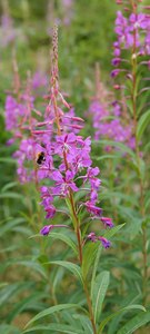 Willow Herb