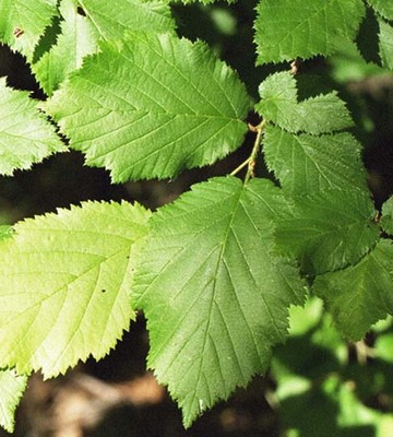 Hazel leaves