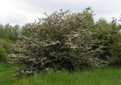 Crataegus monogyna