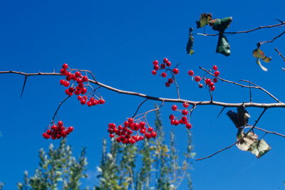 Crataegus phaenopyrum