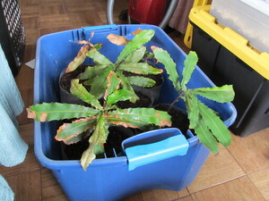 Let's see, I got these Macadamia tetraphylla nuts from J.L. Hudson back in May 2021 and planted them in some air-prune mesh bags.  Here they are, two years on, having put up with being essentially houseplants.  Too dark and too dry and probably too cold.  But they're tough.  Now they're all packed up and ready to go.

I thought I killed that one tree but it has sprouted a new crown of leaves. Whew!