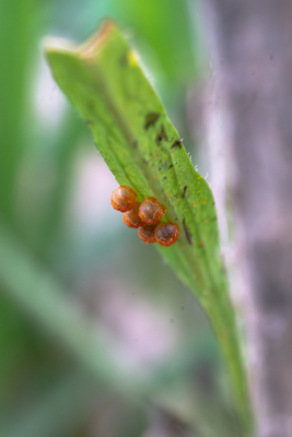 Aristolochia Erecta leaf protecting Pipevine Swallowtail eggs