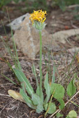 Agoseris glauca
