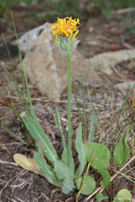 Agoseris glauca