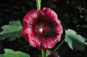 Alcea rosea