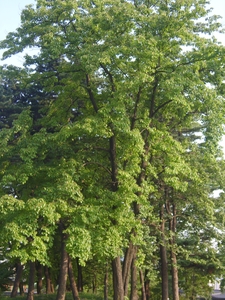 Cornus walteri