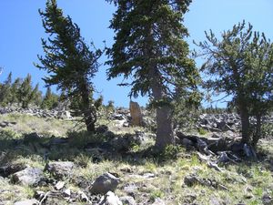 Bristle-Cone Pine