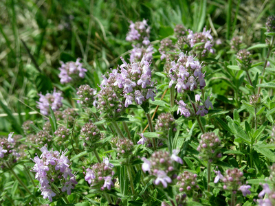 Thymus pannonicus