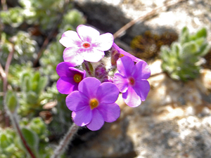 Rock Jasmine