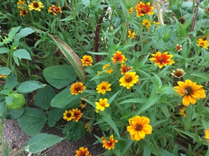 Zinnia, Persian Carpet - Zinnia haageana
