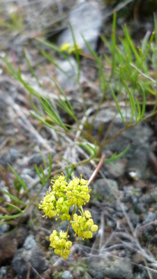 Lomatium farinosum