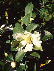 Camellia oleifera