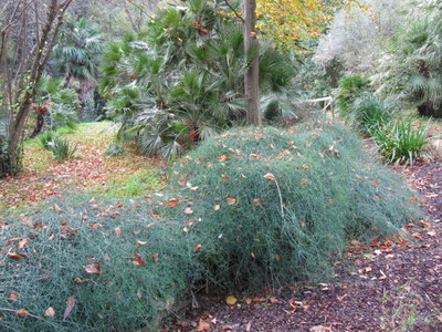 Ephedra altissima