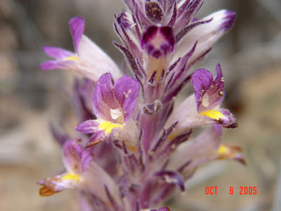 Orobanche ludoviciana