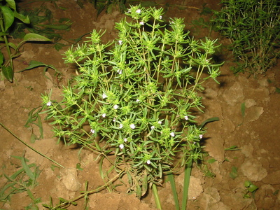 Satureja hortensis