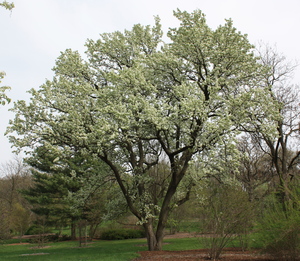 Callery Pear