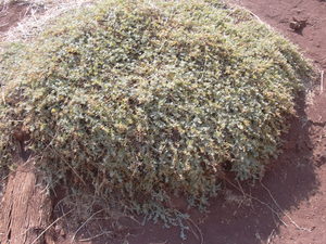 Australian Saltbush Australian saltbush