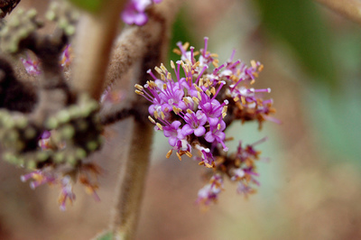 Callicarpa macrophylla