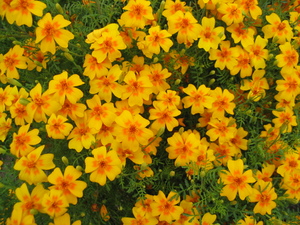 Lemon Marigold