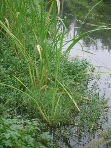 Manchurian Wild Rice