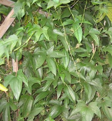 Dioscorea trifida