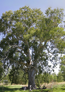 Red River Gum