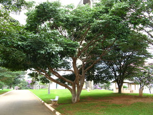 West Indian Locust