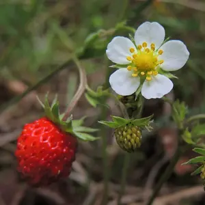 California Woodland Strawberry