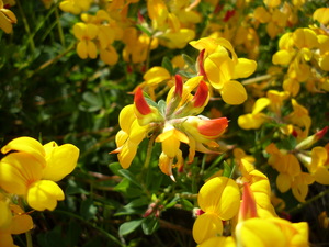 Bird's Foot Trefoil