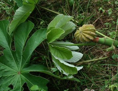 Cecropia peltata