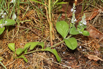 Veronica officinalis