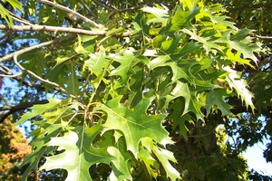 Northern Pin Oak