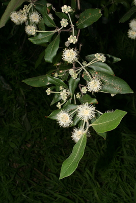 Syncarpia glomulifera