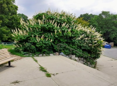 Aesculus parviflora