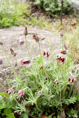 Pulsatilla koreana