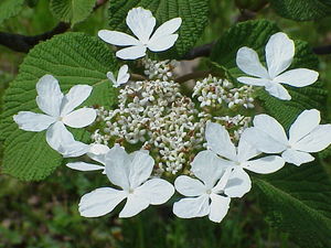 Viburnum furcatum