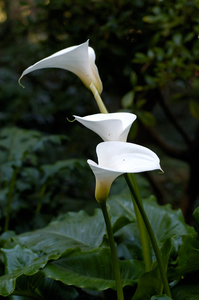 Arum Lily