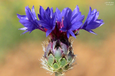 Centaurea depressa