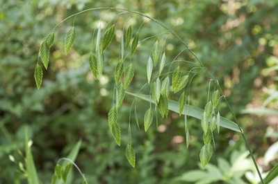 Chasmanthium latifolium