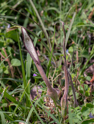 Aristolochia Erecta in bloom