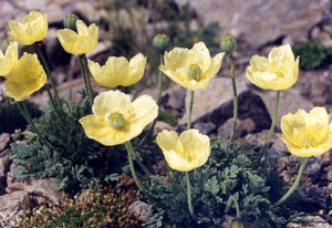 Arctic Poppy