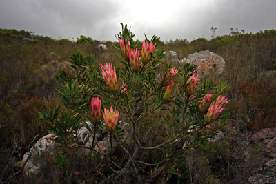 Protea repens