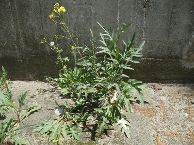 Wild arugula up close