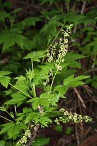 Stink Currant