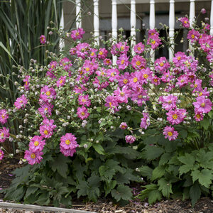 Fall in Love® 'Sweetly' Japanese Anemone Anemone hybrid